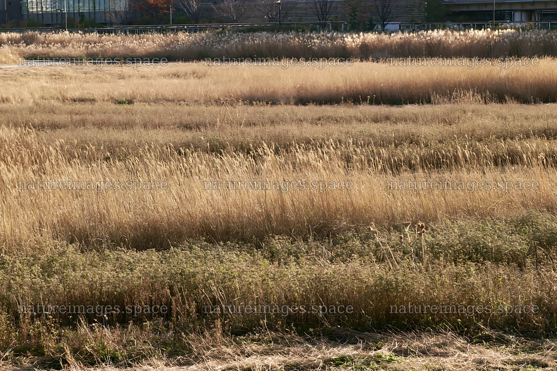 Tokyo urban biodiversity meadow with seedheads in daylight – nature images 9722x6480