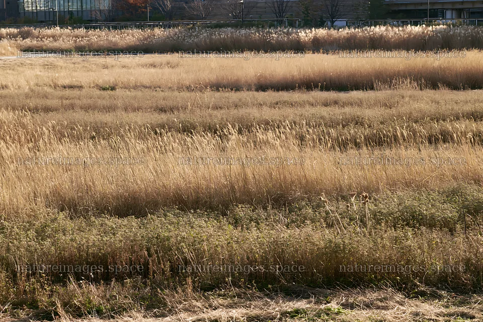 Tokyo urban biodiversity meadow with seedheads in daylight – nature images 9722x6480