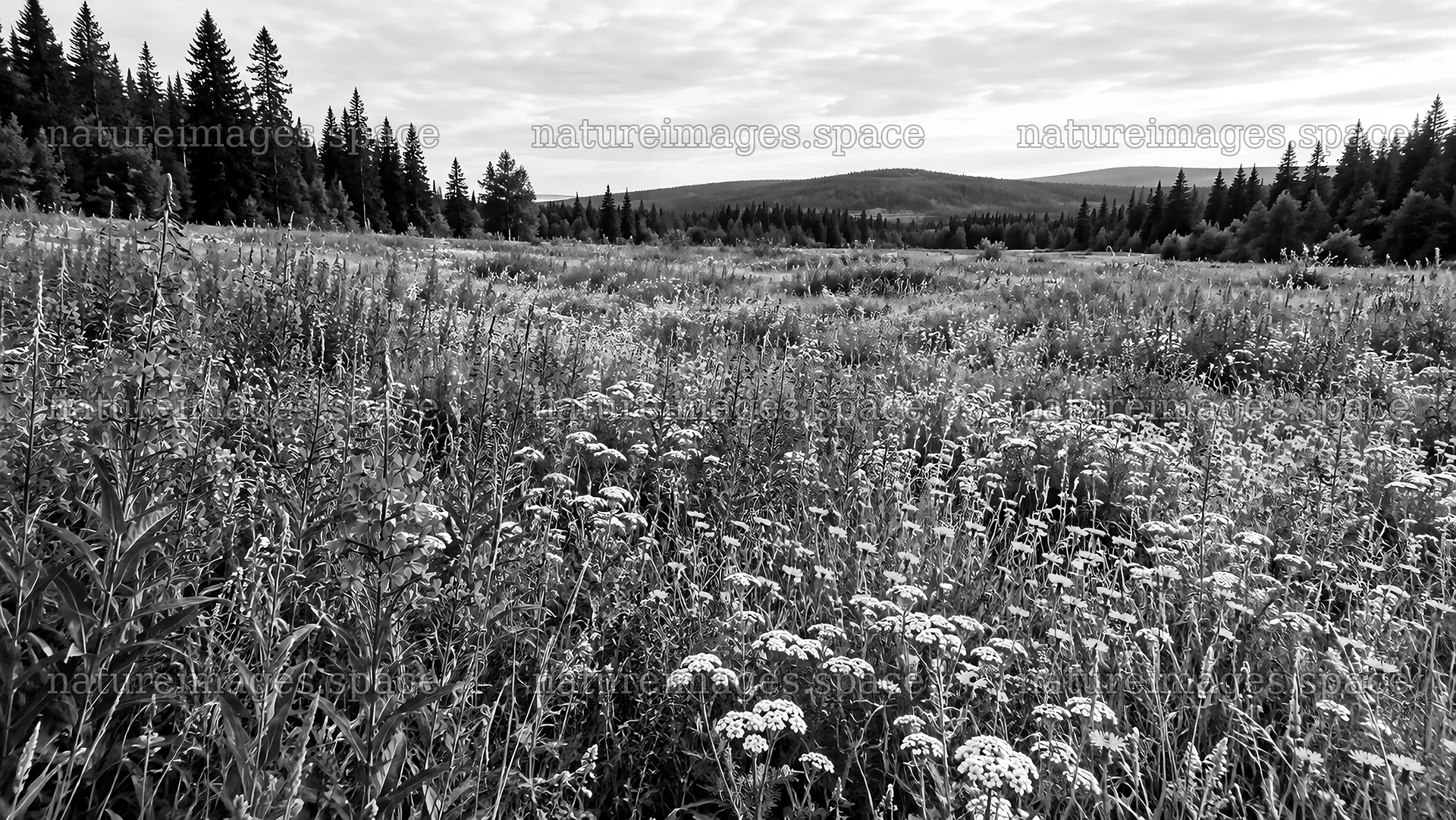 Wildflower Meadow in a Forest Clearing – nature images 10324x5812