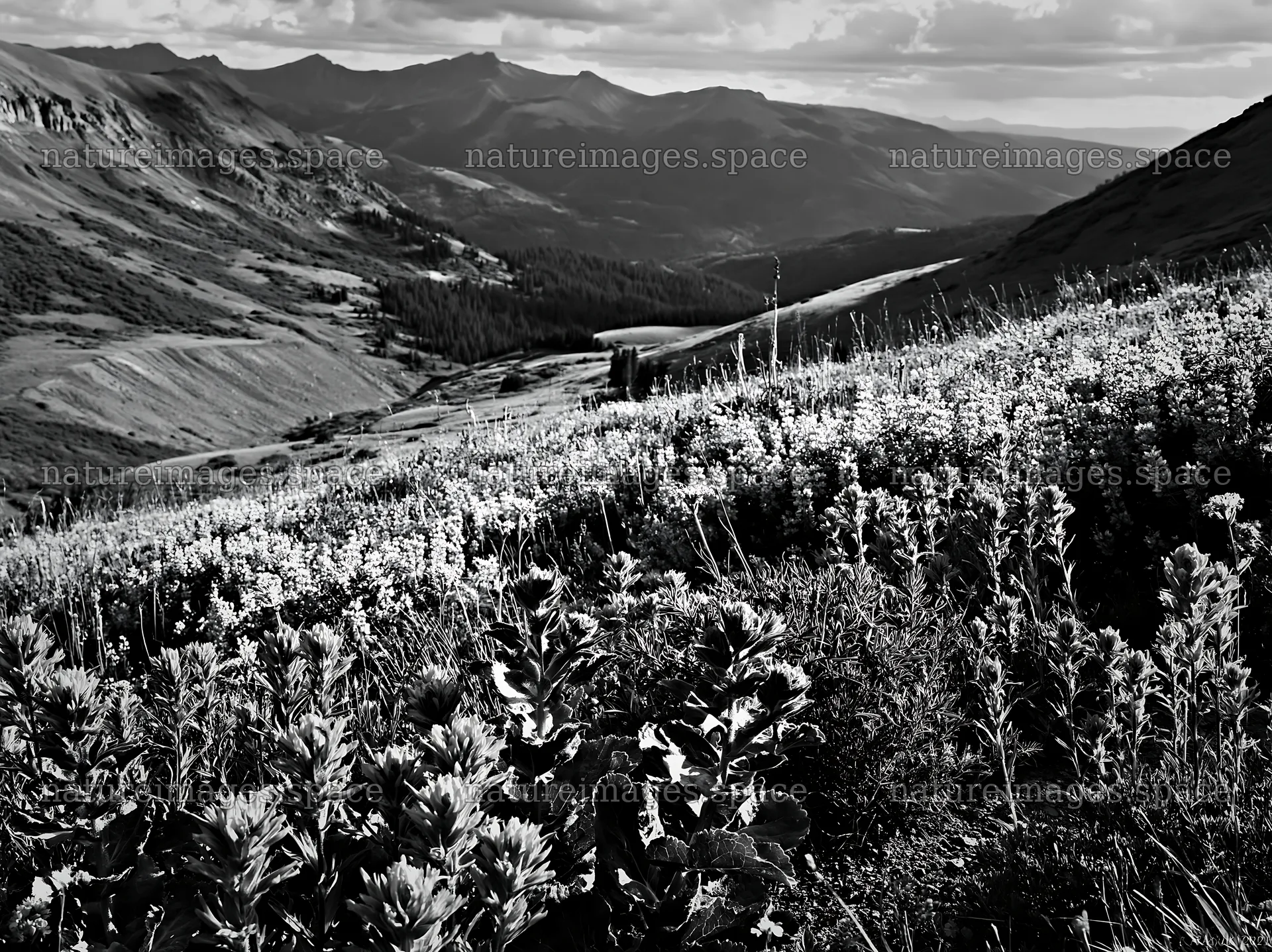 Paintbrush lupine meadow at high altitude in the mountains – nature images 9174x6866