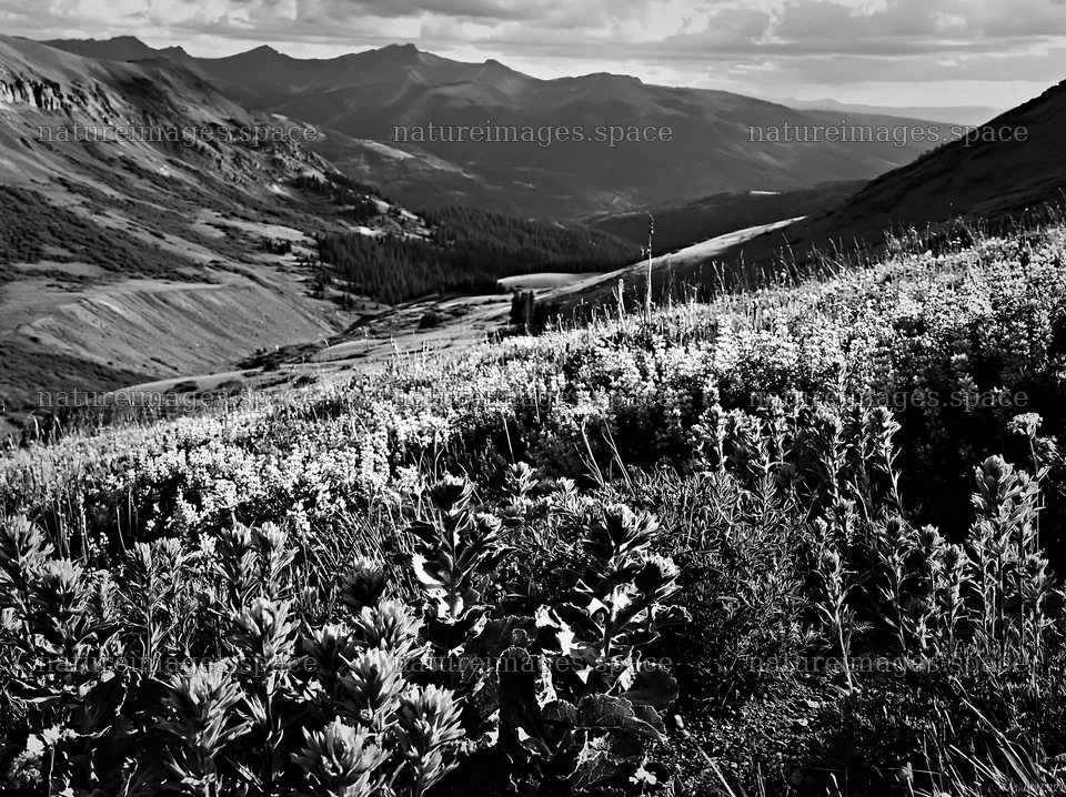 Paintbrush lupine meadow at high altitude in the mountains – nature images 9174x6866