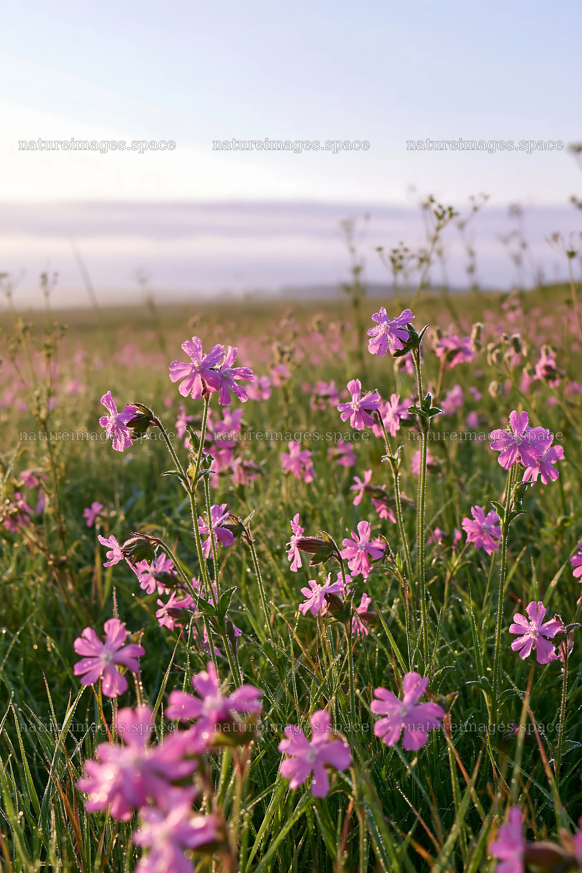 Pink campion flowers bloom in a meadow during sunny weather – nature images 6480x9722