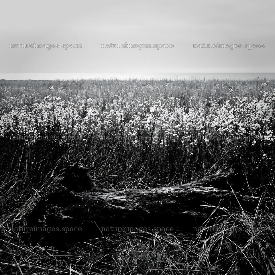 Chiba coastal climate meadow with driftwood in the foreground – nature images 7938x7938