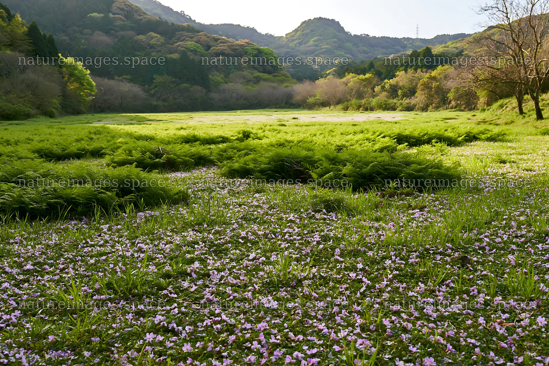 Fukuoka spring meadow fallen blossom foreground – nature images 9722x6480