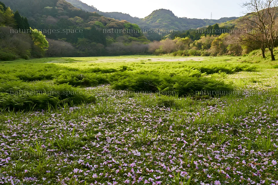 Fukuoka spring meadow fallen blossom foreground – nature images 9722x6480