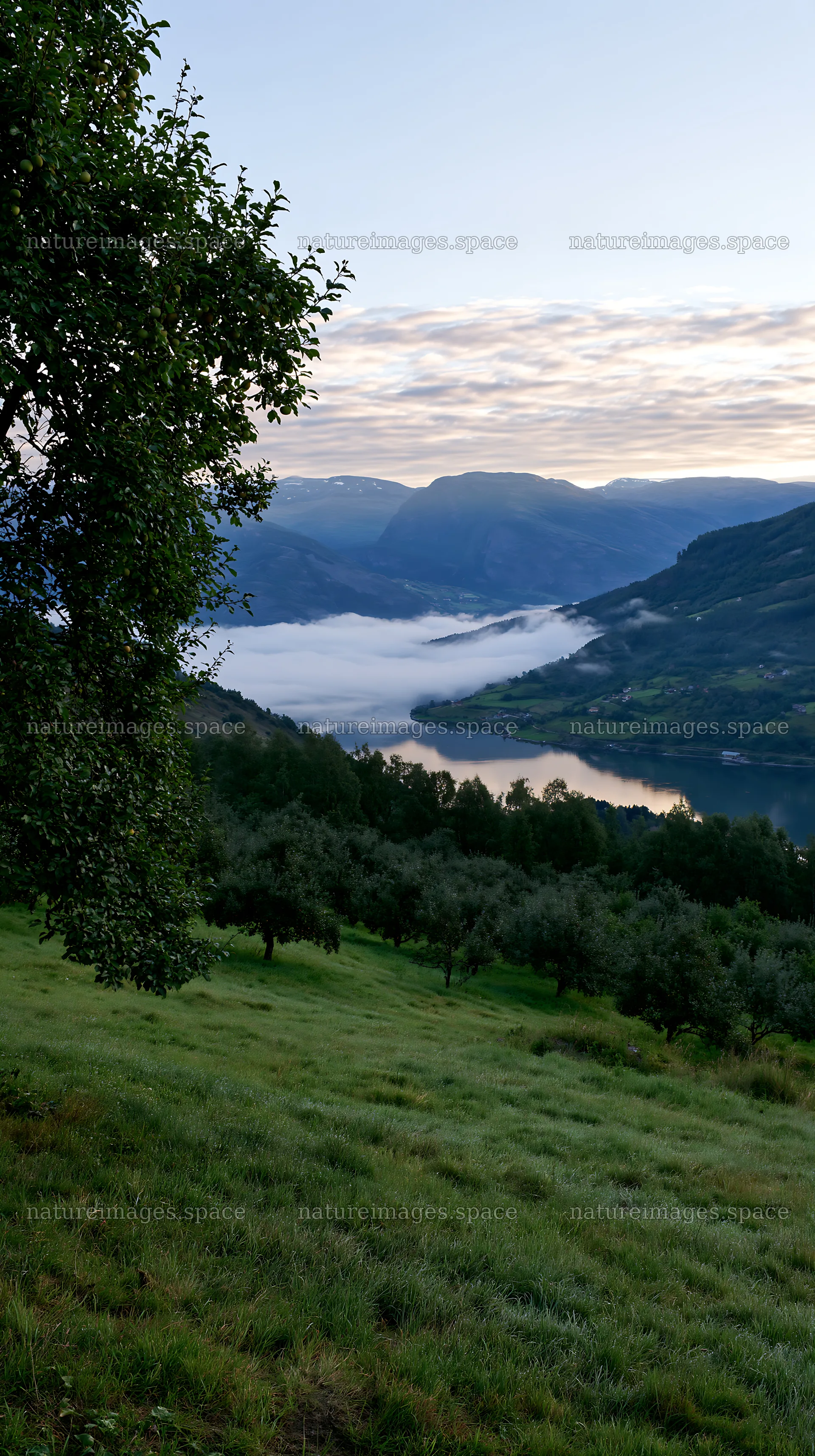 Fjord and orchard view in the meadow during morning light – nature images 5938x10608
