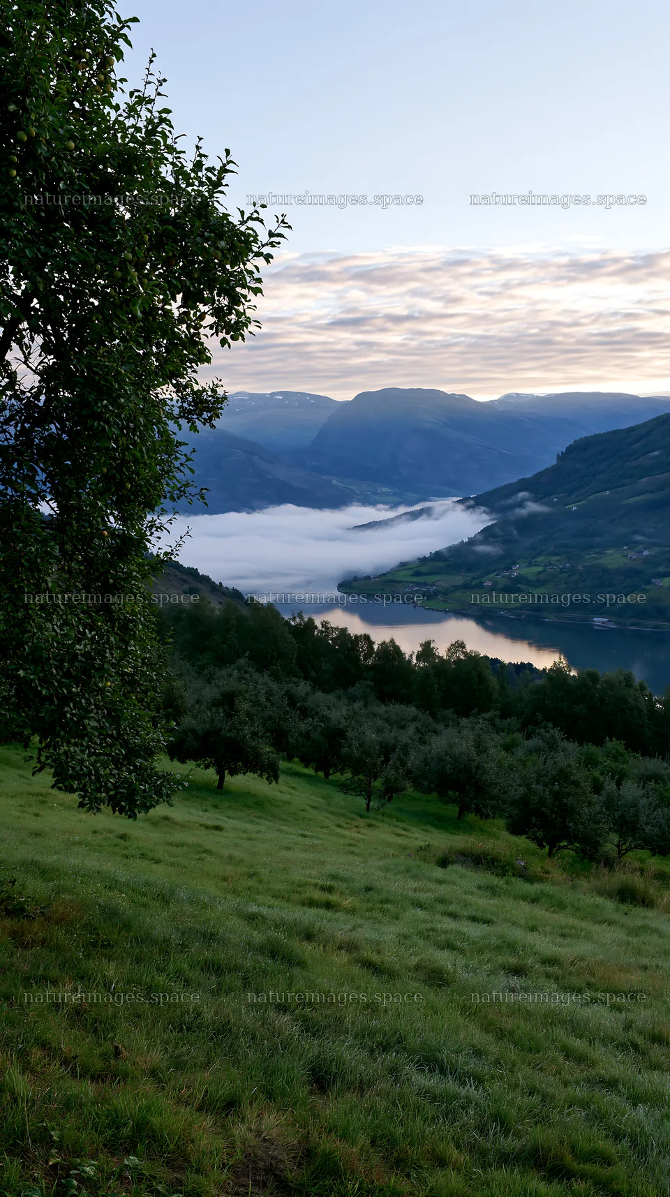 Fjord and orchard view in the meadow during morning light – nature images 5938x10608