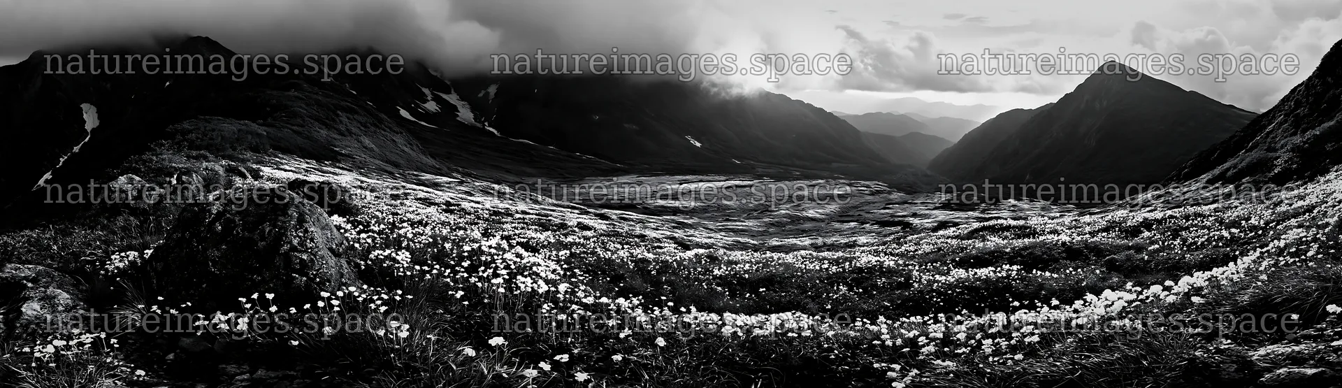 Toyama alpine meadow snowmelt rock foreground with flowers – nature images 14762x4268