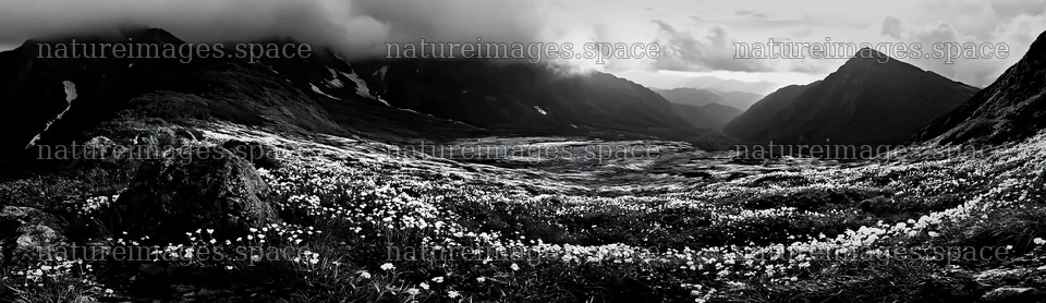 Toyama alpine meadow snowmelt rock foreground with flowers – nature images 14762x4268