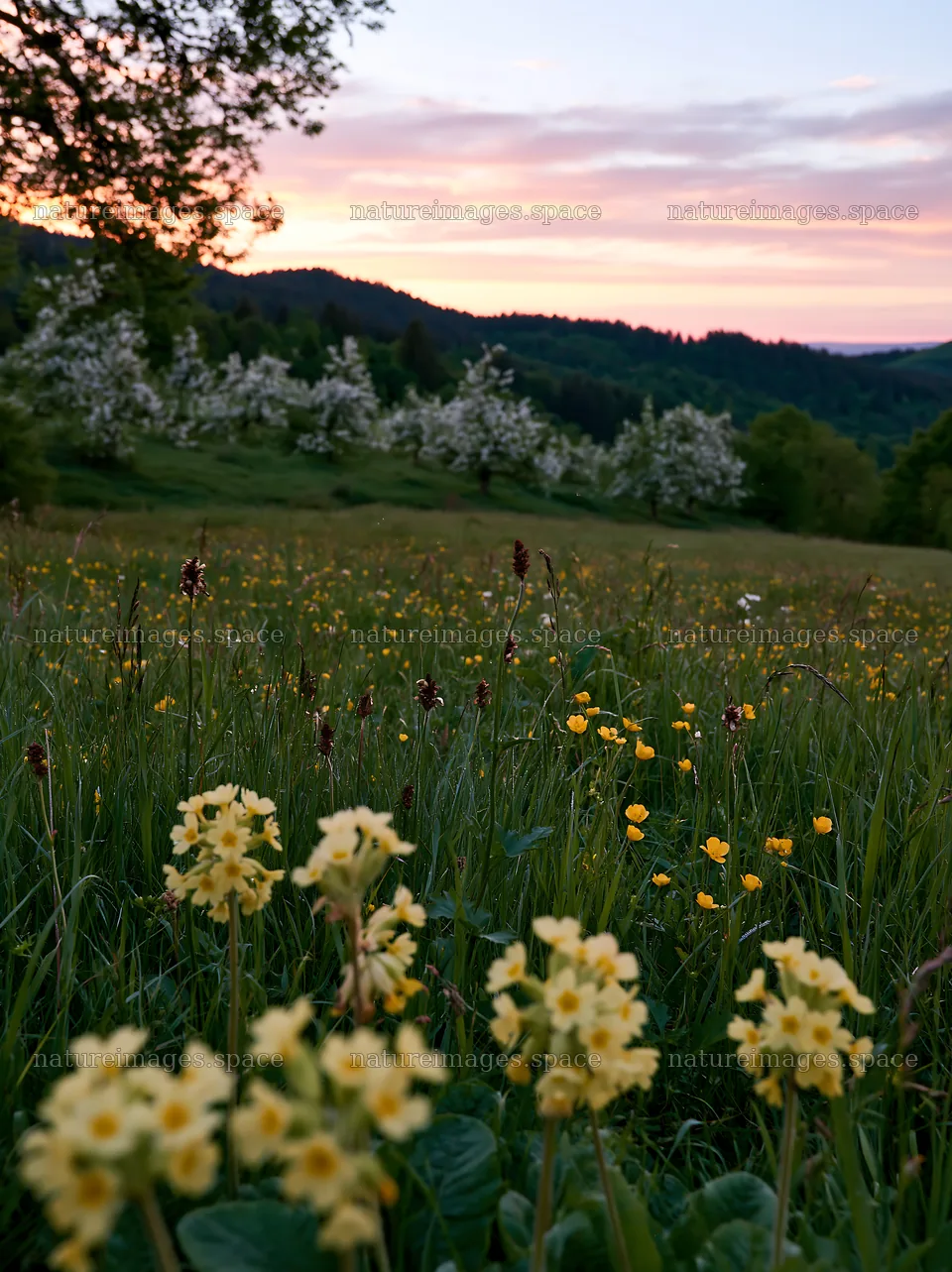 Apple meadow at sunset with flowers and trees in the background – nature images 6866x9174