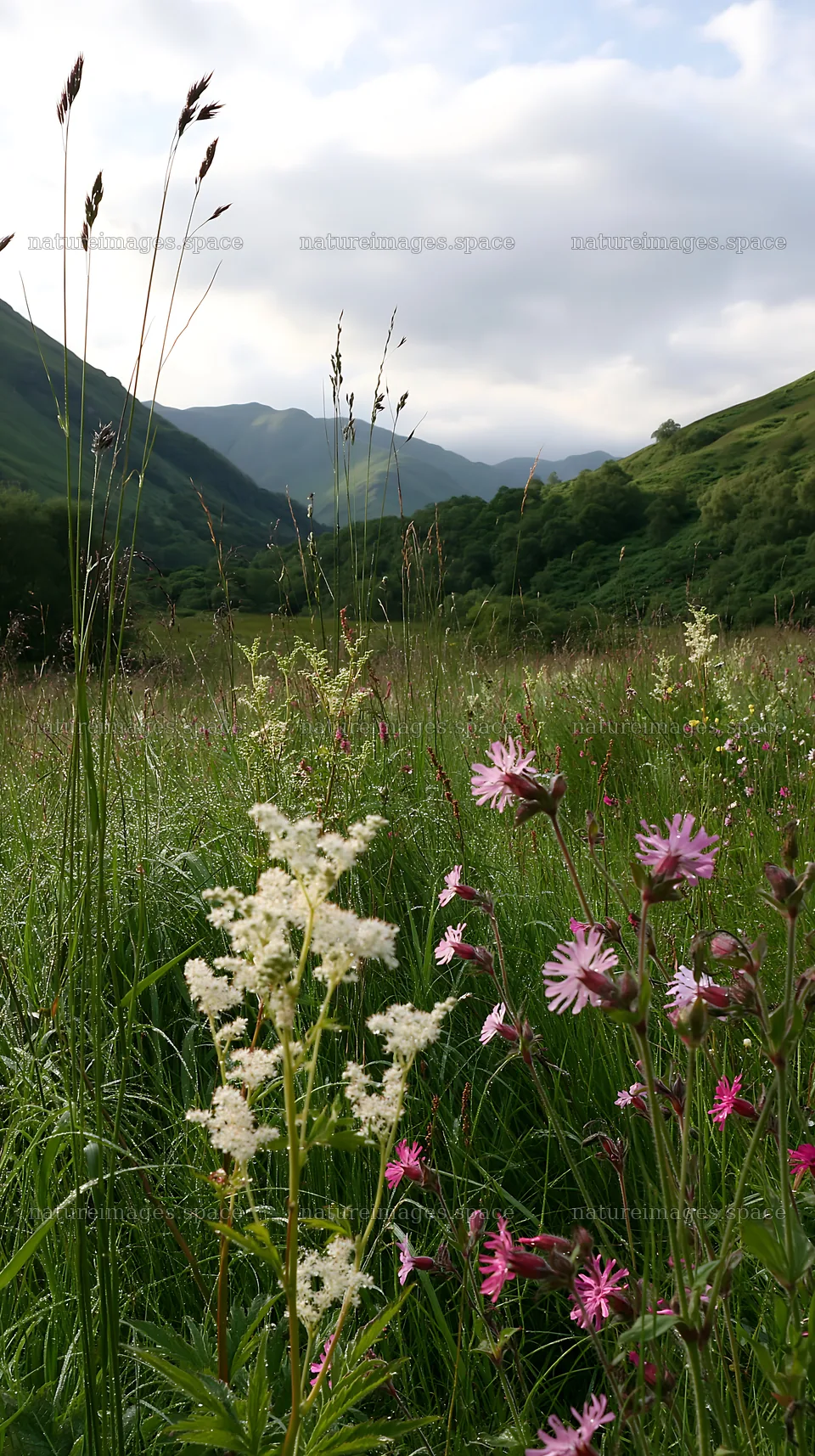 Cloudy foothill meadow with wildflowers and mountains in view – nature images 5938x10608
