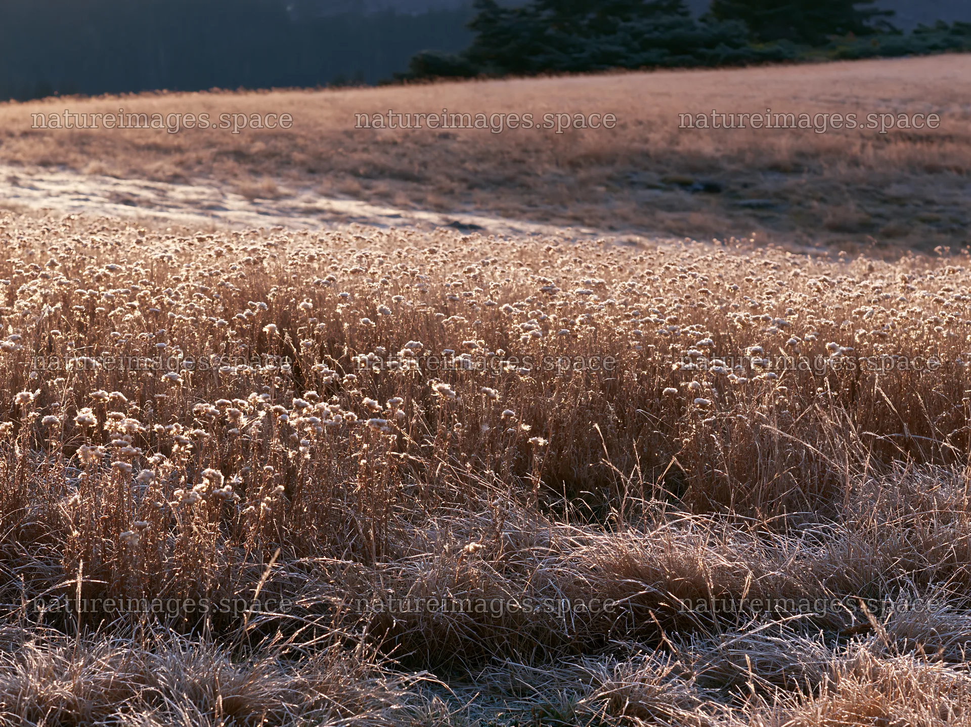 Tall grass meadow at dusk with frosty morning dew – nature images 9174x6866