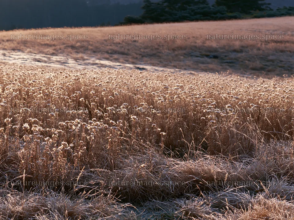 Tall grass meadow at dusk with frosty morning dew – nature images 9174x6866