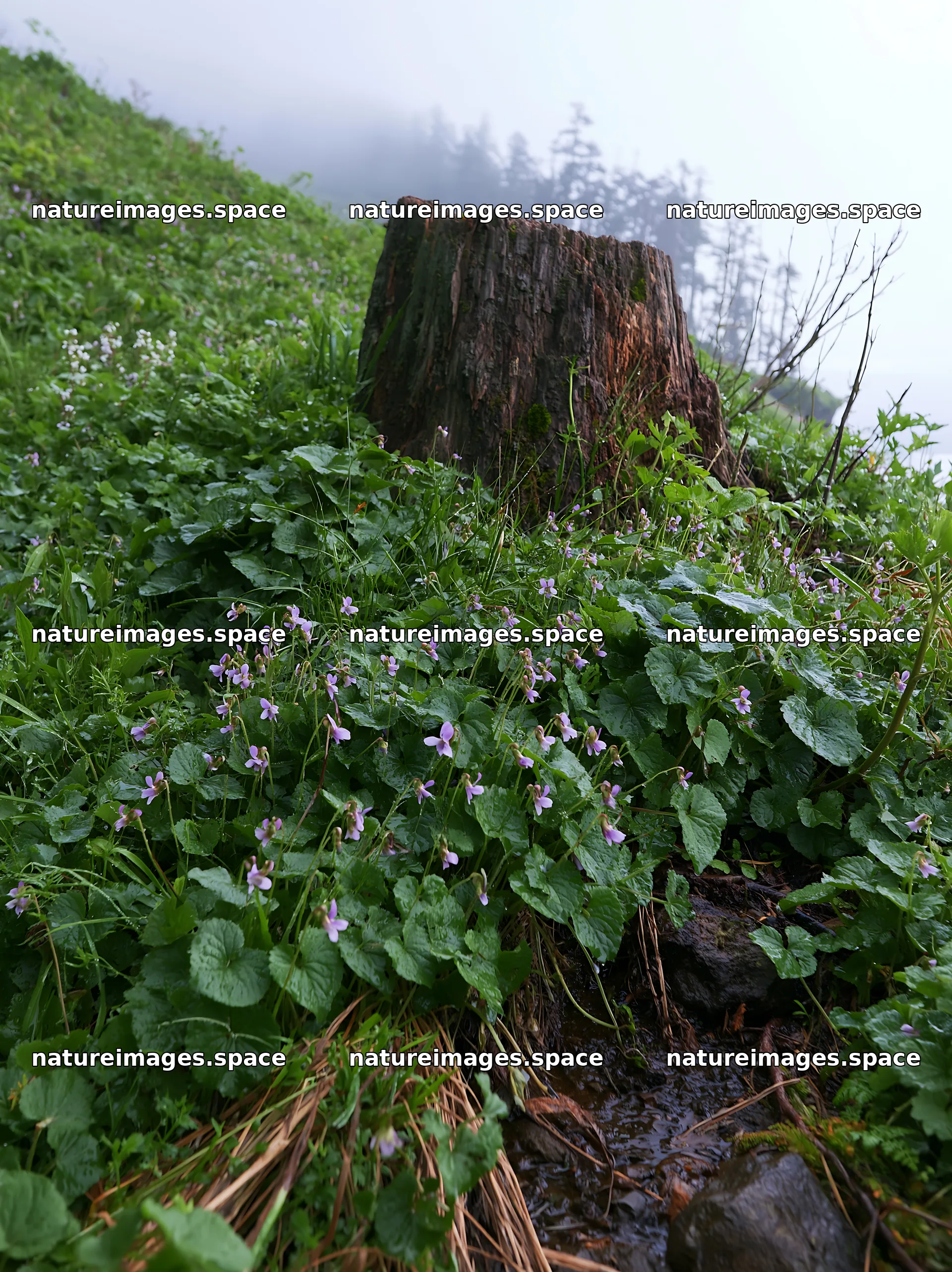 Fukushima native meadow with weathered stump – nature images 6866x9174