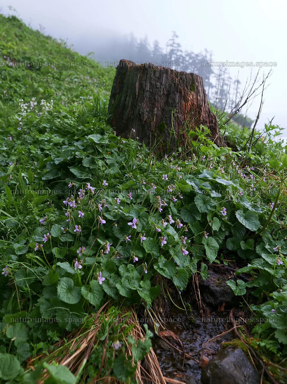 Fukushima native meadow with weathered stump – nature images 6866x9174