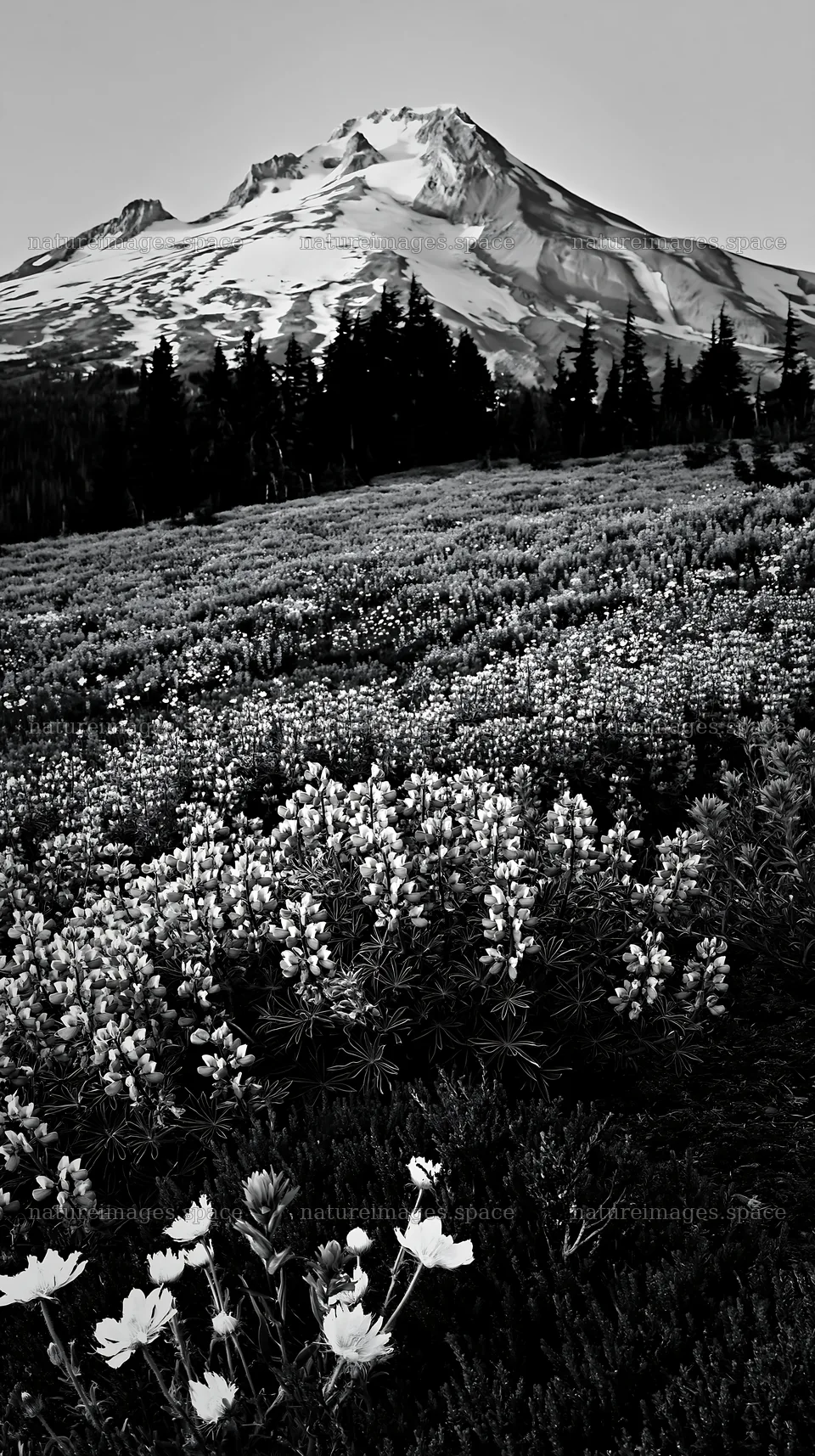 Colorful lupine meadow with mountain backdrop at sunset – nature images 5938x10608