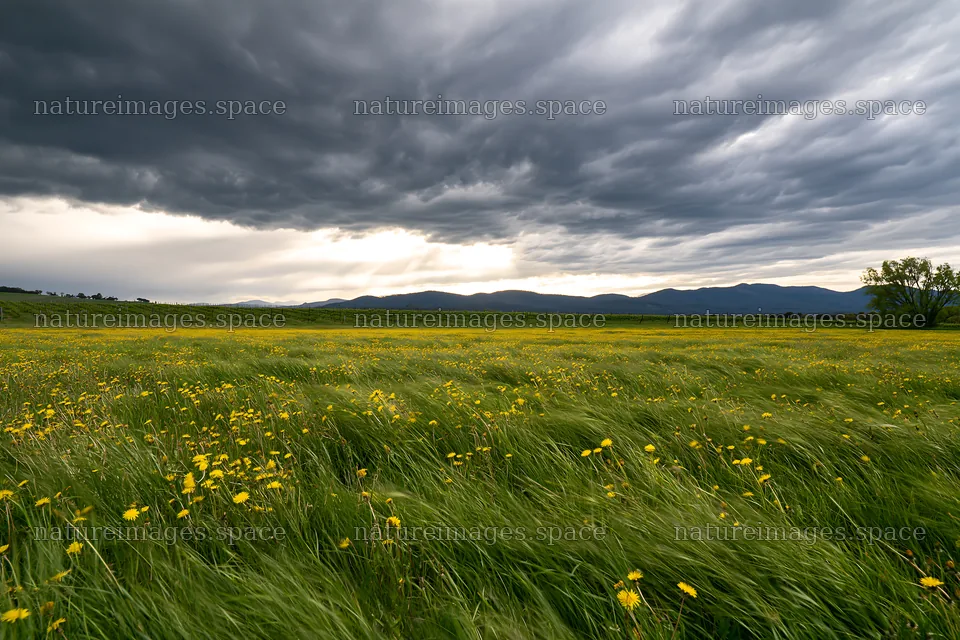 Dandelion orchard meadow under cloudy sky – nature images 9722x6480