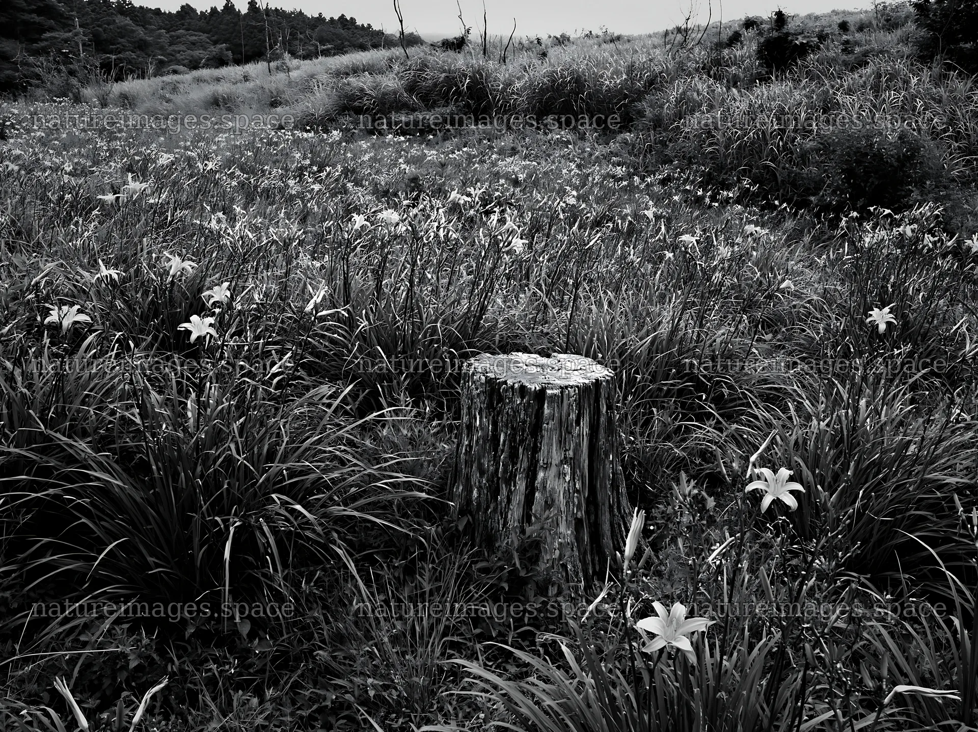 Fukushima native meadow with weathered stump – nature images 9174x6866