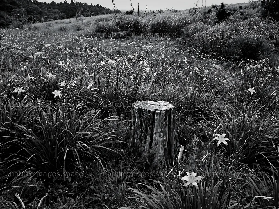 Fukushima native meadow with weathered stump – nature images 9174x6866