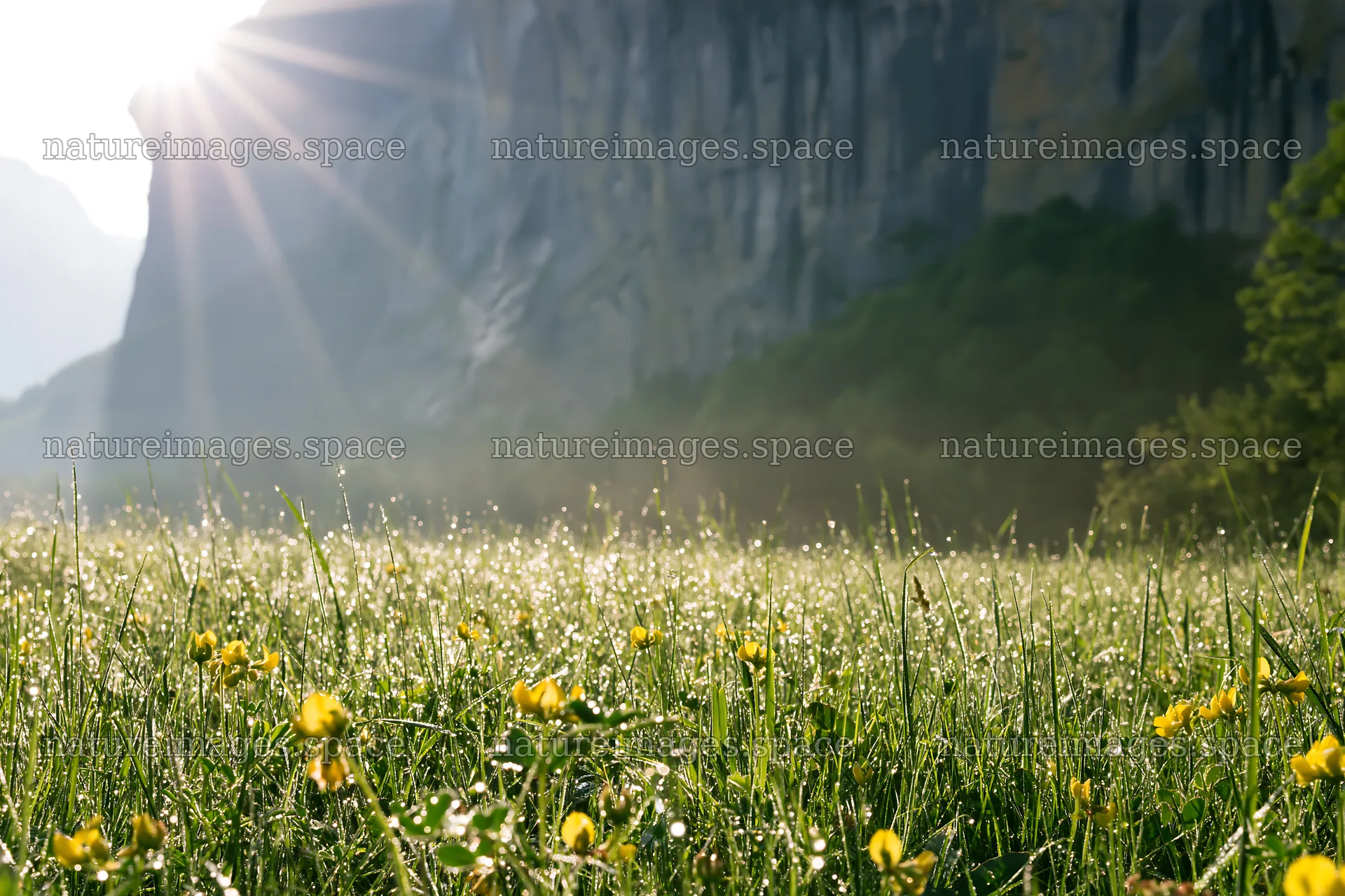 Light rays over Lauterbrunnen Valley meadow with flowers – nature images 9722x6480