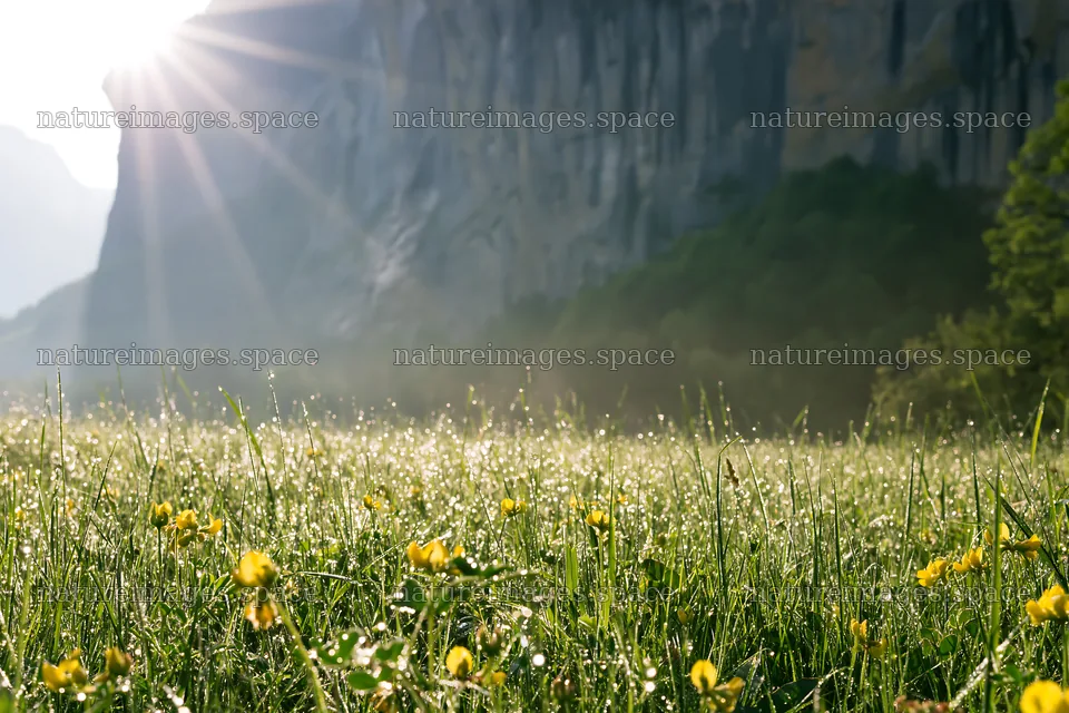 Light rays over Lauterbrunnen Valley meadow with flowers – nature images 9722x6480