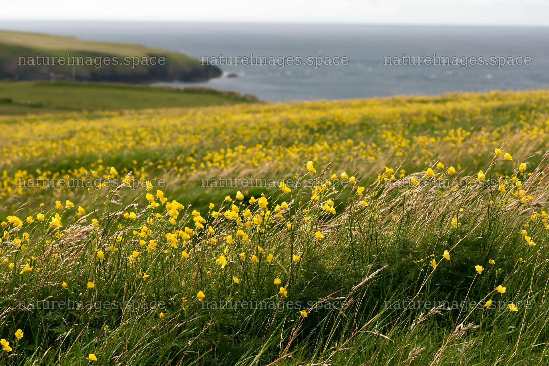 Buttercup meadow by the sea on a sunny day – nature images 9722x6480