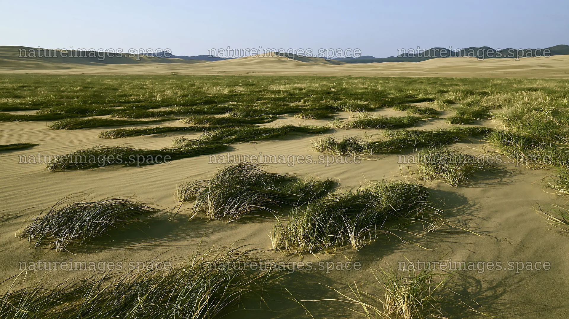 Tottori windy meadow with dune grasses under clear sky – nature images 10608x5938