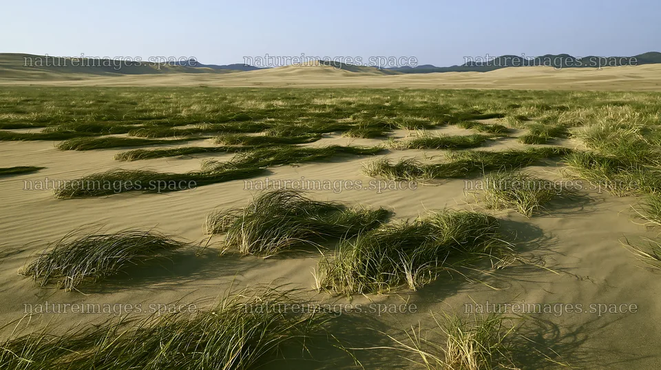 Tottori windy meadow with dune grasses under clear sky – nature images 10608x5938