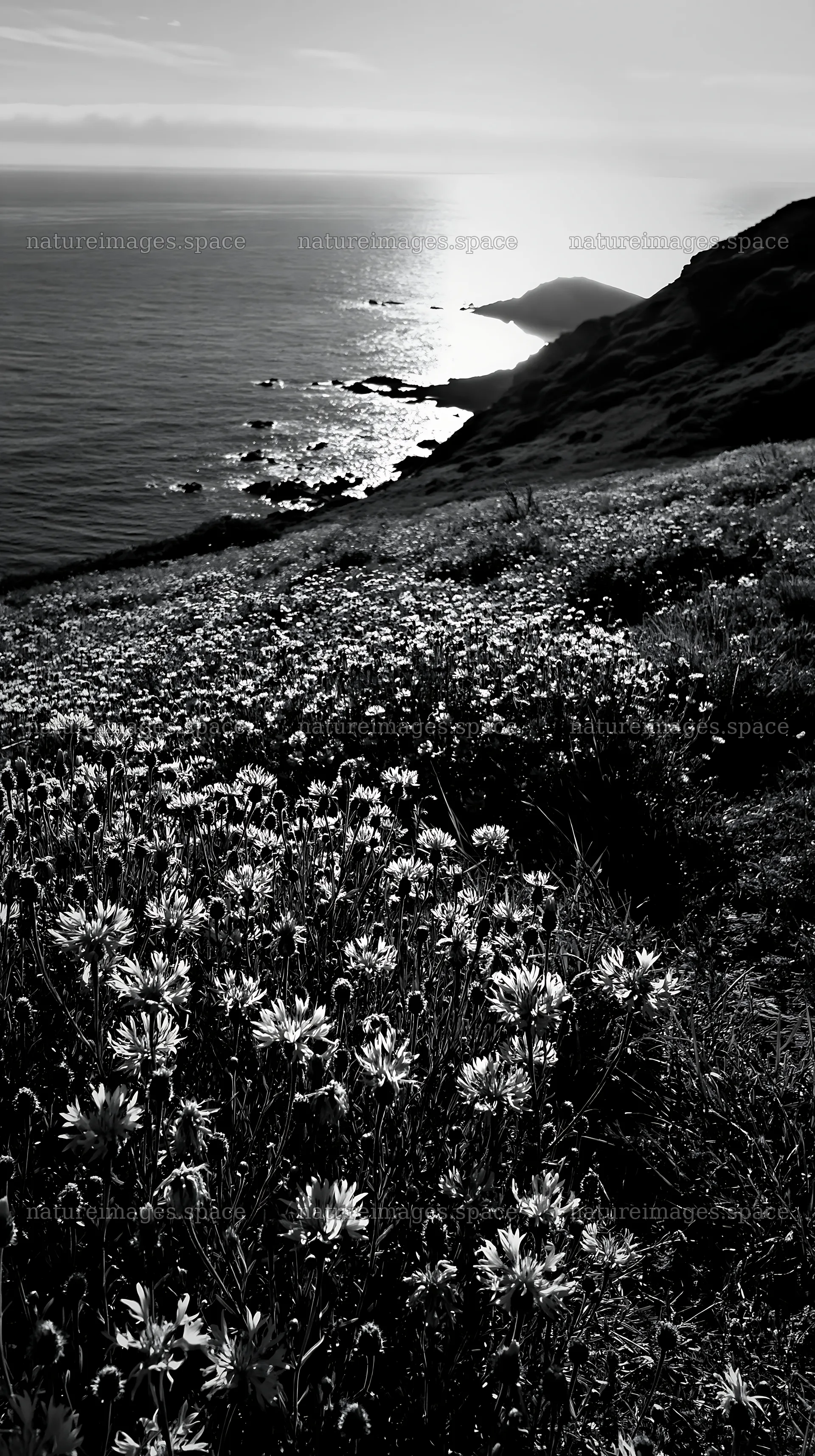 Meadow with flowers above the Atlantic coast in Portugal – nature images 5938x10608