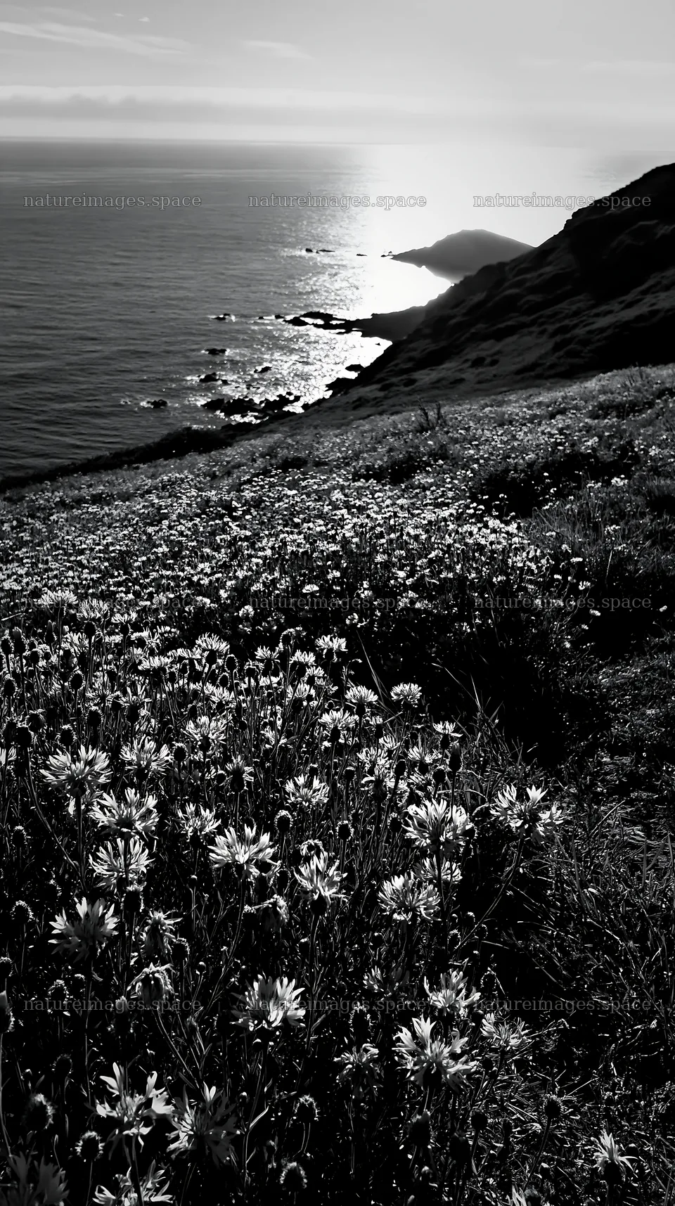 Meadow with flowers above the Atlantic coast in Portugal – nature images 5938x10608