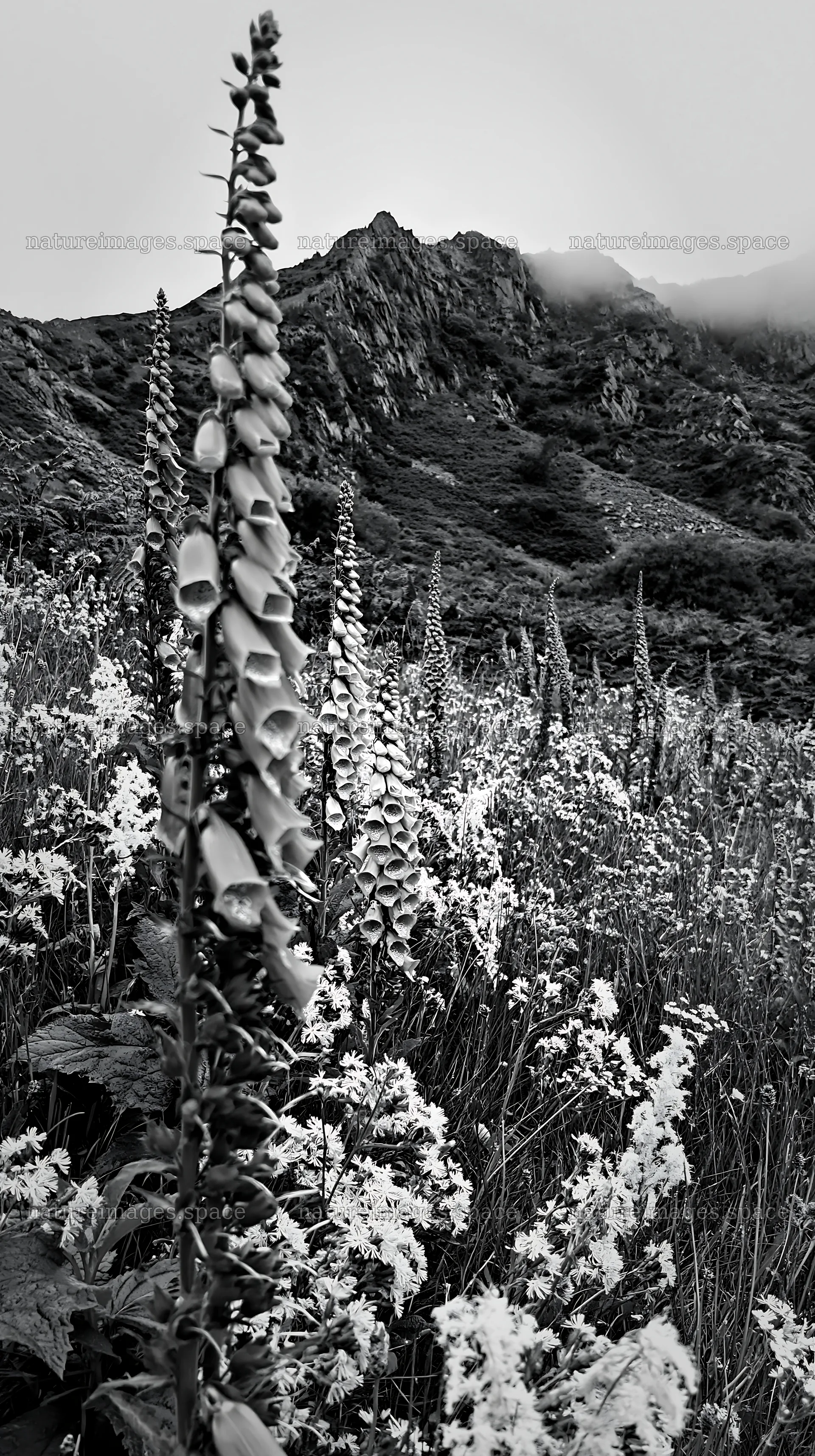Meadow beneath crags with wildflowers and rocky hills – nature images 5938x10608