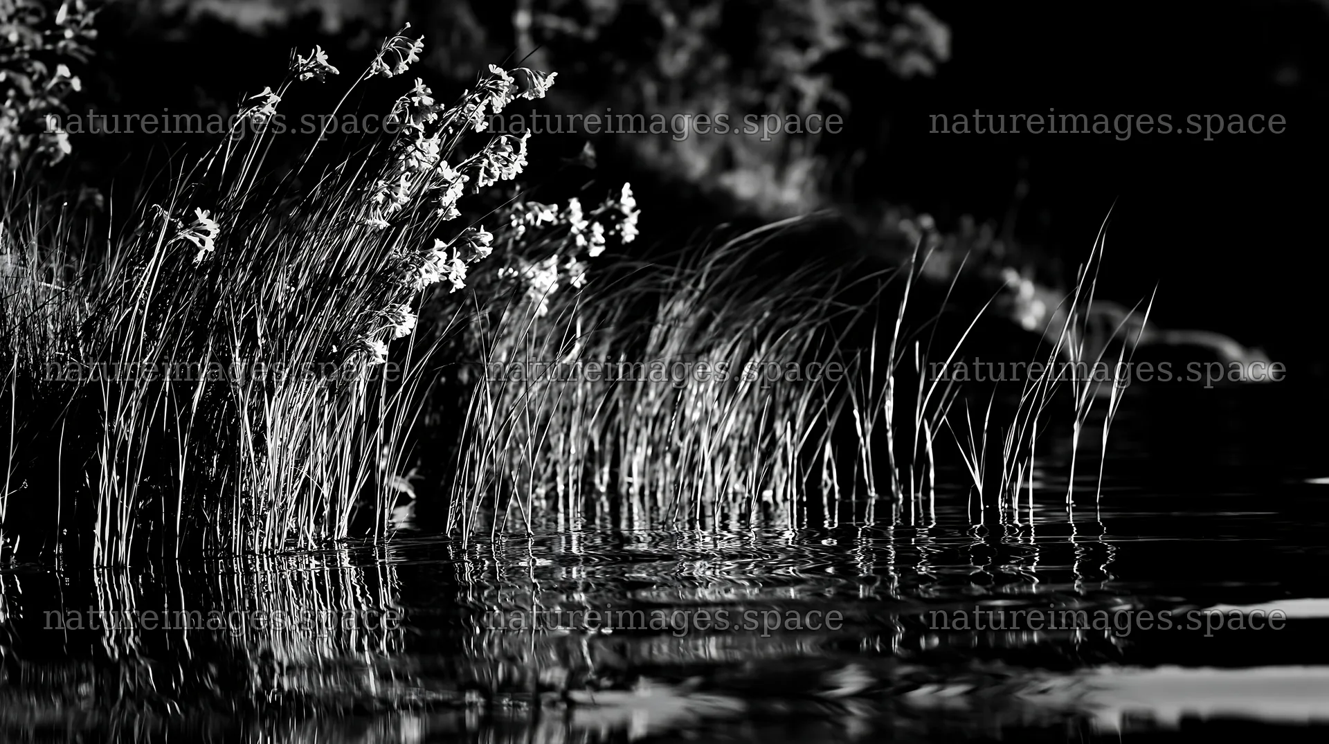 Sunlit lakeside meadow with flowers and tall grass – nature images 10608x5938