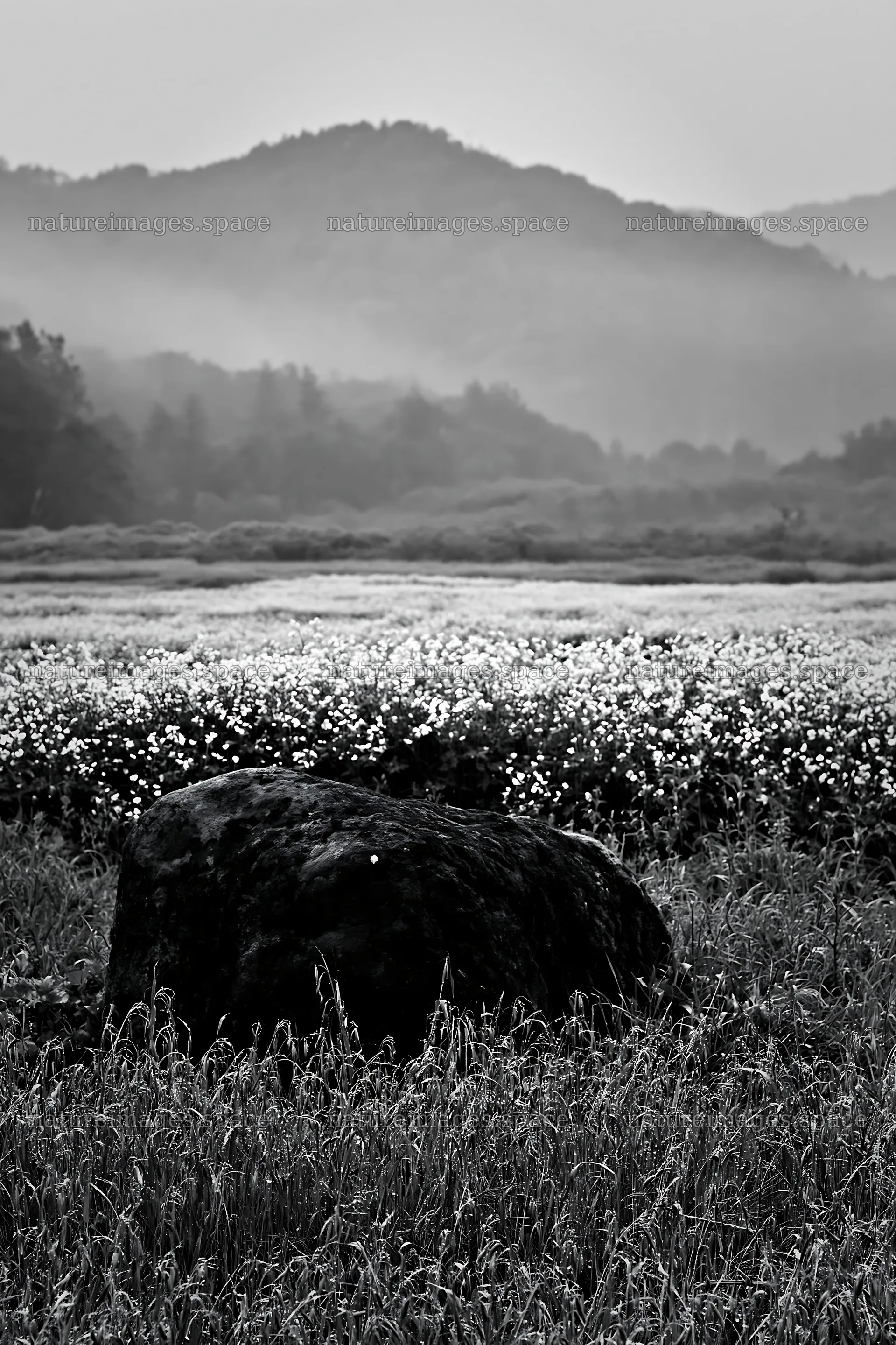 Miyagi spring recovery meadow mossy stone with yellow flowers – nature images 6480x9722