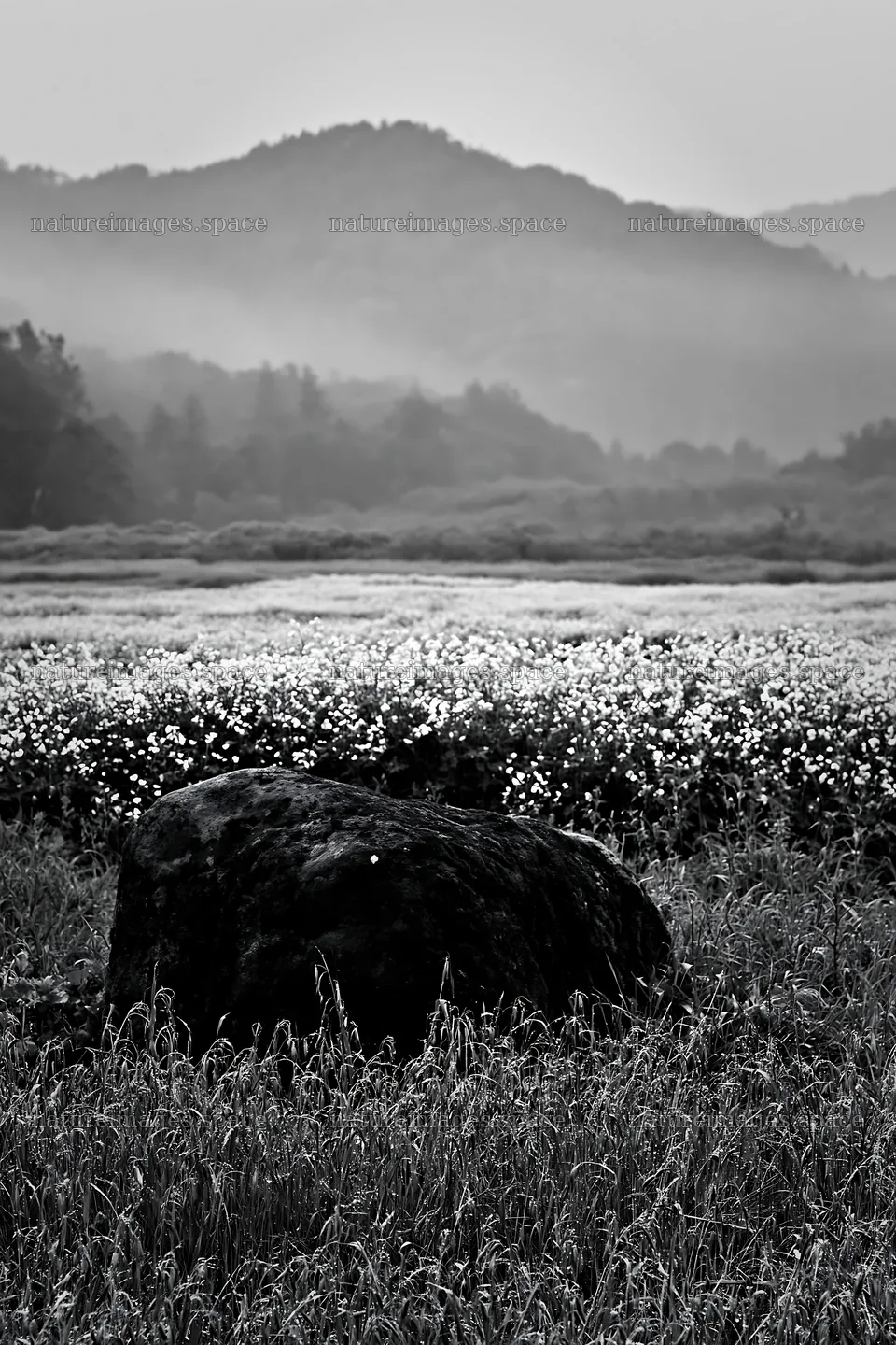 Miyagi spring recovery meadow mossy stone with yellow flowers – nature images 6480x9722