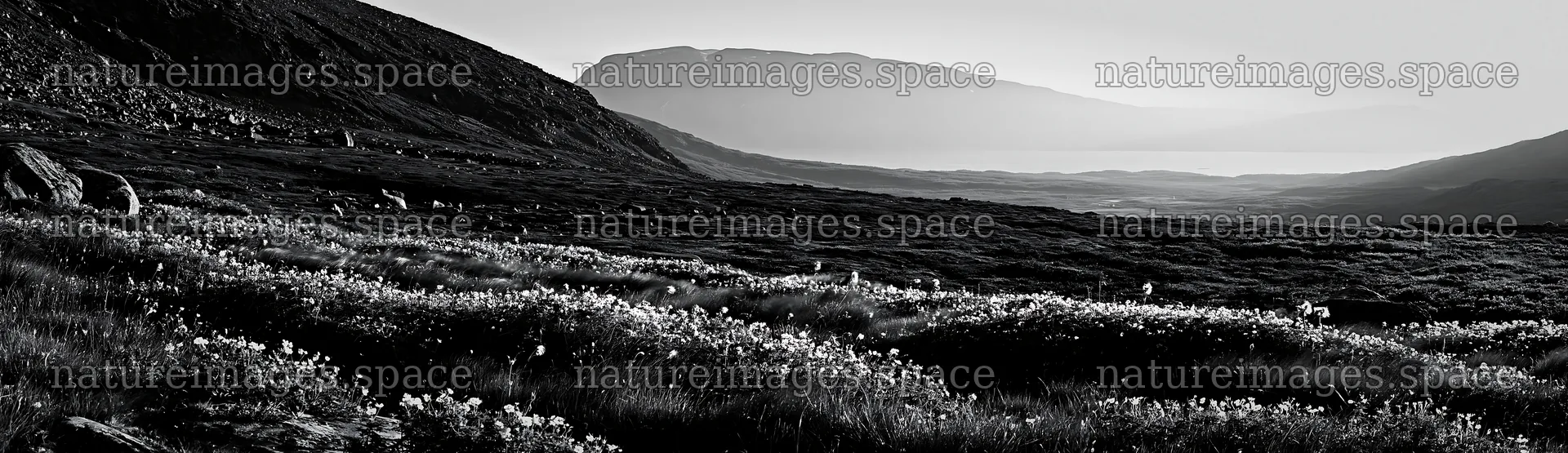 Meadow beneath crags with scattered flowers and distant mountains – nature images 14762x4268