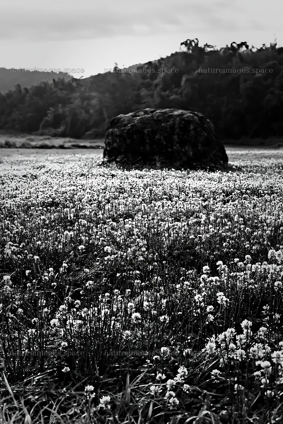 Yamaguchi limestone meadow with pale boulder and flowers – nature images 6480x9722