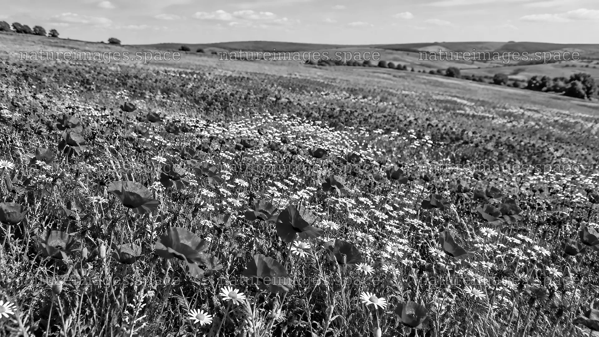 Black and White Wildflower Meadow Across Rolling Hills – nature images 10324x5812