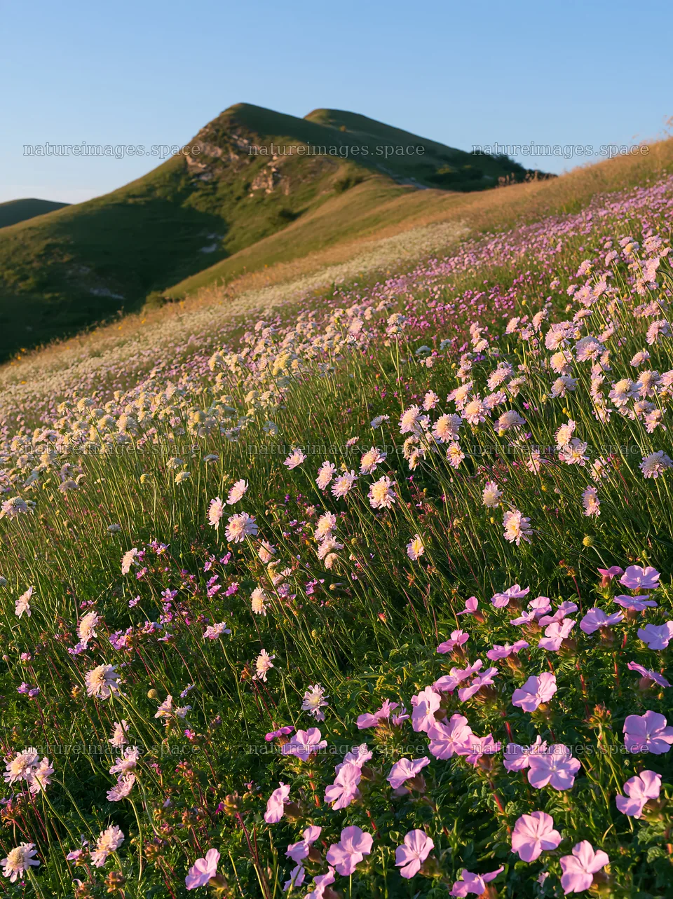 Sunny chalk meadow with vibrant flowers under clear sky – nature images 6866x9174