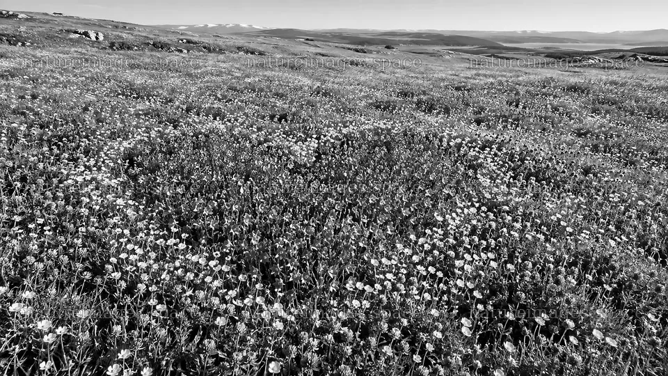 Monochrome Wildflower Meadow Across Rolling Hills – nature images 10324x5812