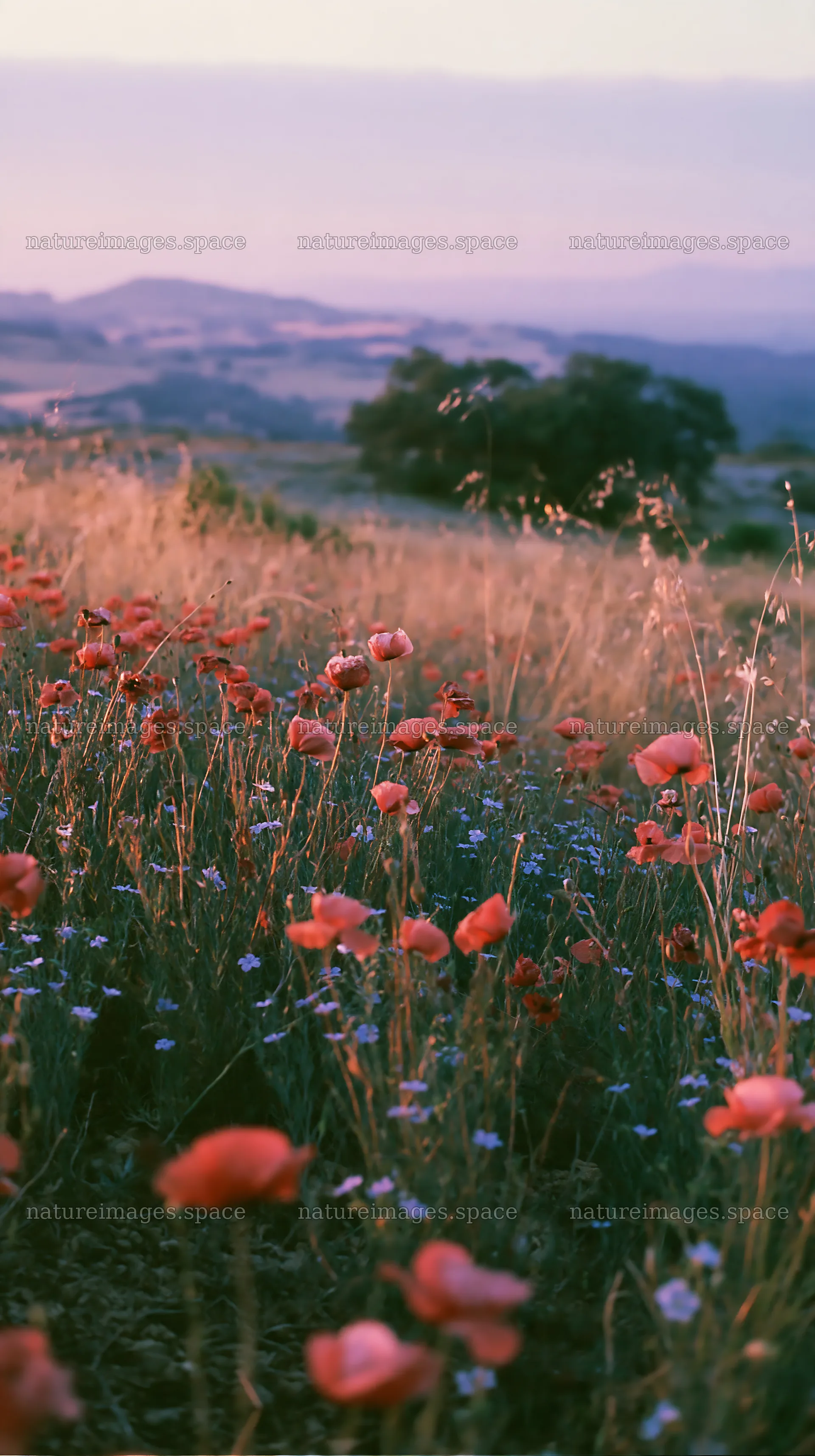 Poppy flax meadow with greenery and distant hills at sunset – nature images 5938x10608