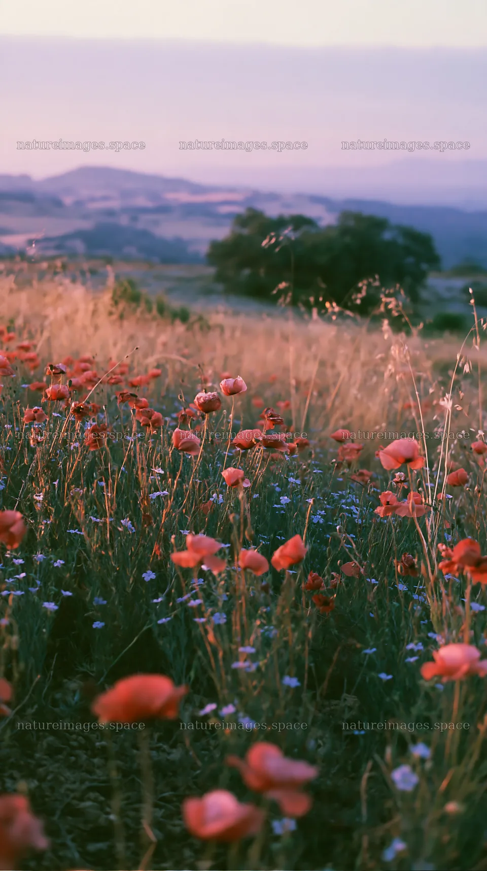 Poppy flax meadow with greenery and distant hills at sunset – nature images 5938x10608
