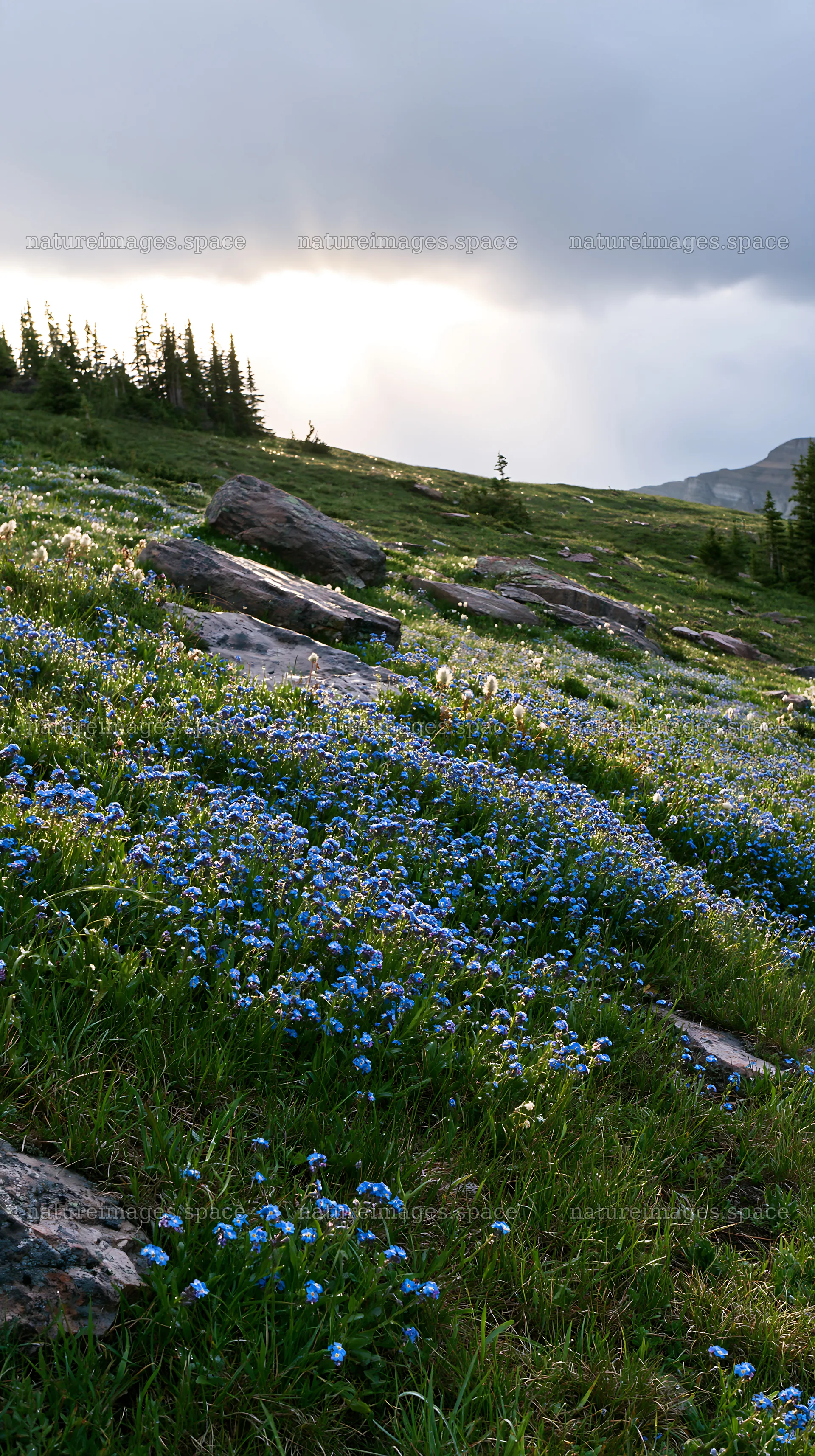 Light rays across wildflowers in Sunshine Meadows Banff – nature images 5938x10608