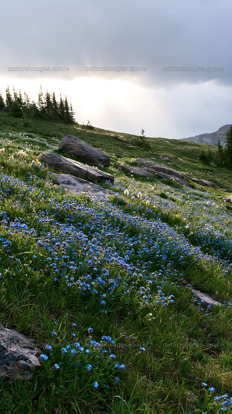 Light rays across wildflowers in Sunshine Meadows Banff – nature images 5938x10608