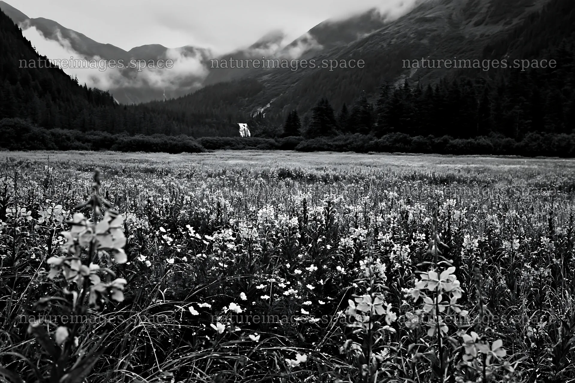 Meadow with flowers beside mountain cascade – nature images 9722x6480