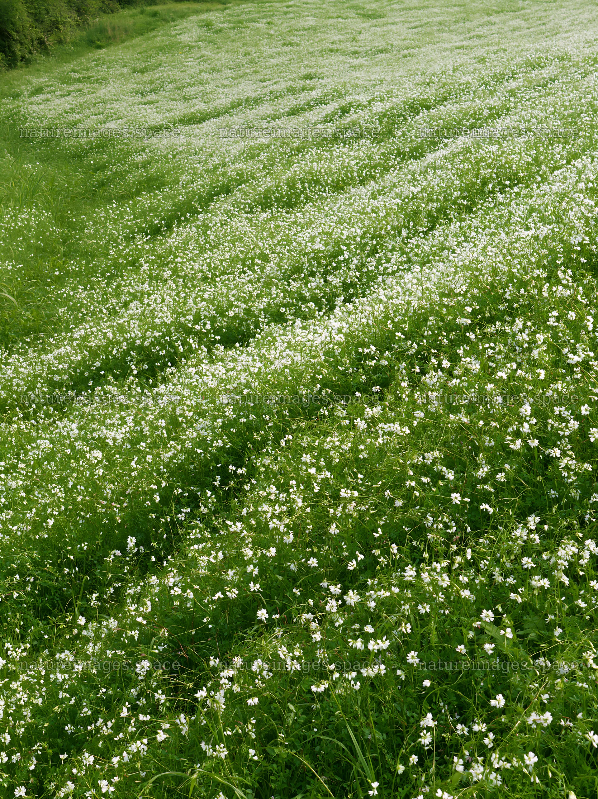 Fukuoka spring meadow fallen blossom foreground – nature images 6866x9174