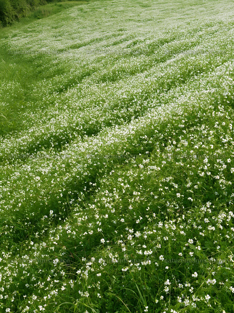Fukuoka spring meadow fallen blossom foreground – nature images 6866x9174