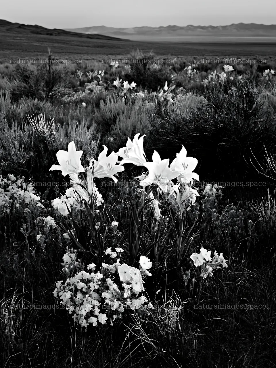 Wildflowers in a sagebrush meadow during daylight hours – nature images 6866x9174