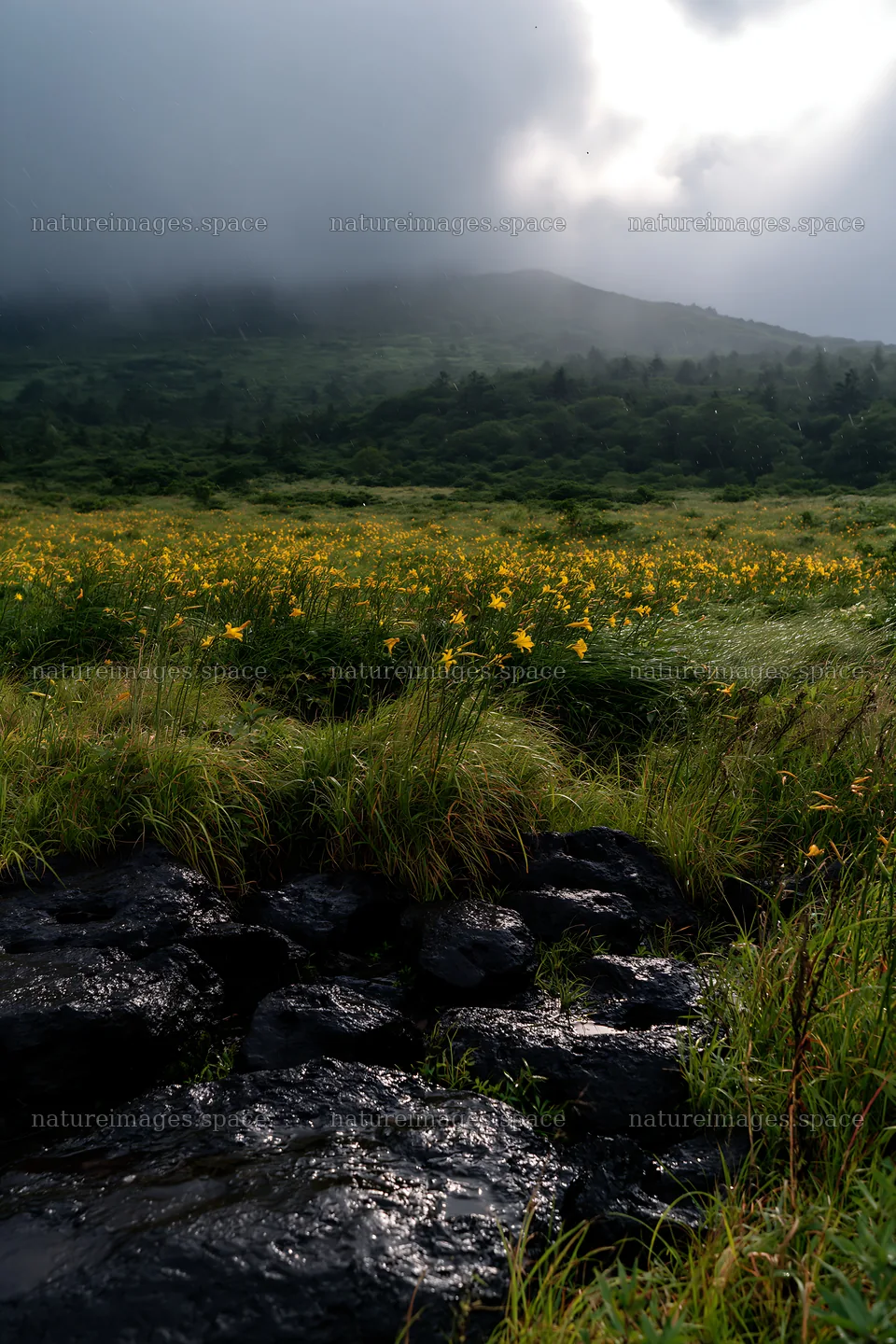 Yamanashi summer meadow with basalt stones photographed – nature images 6480x9722