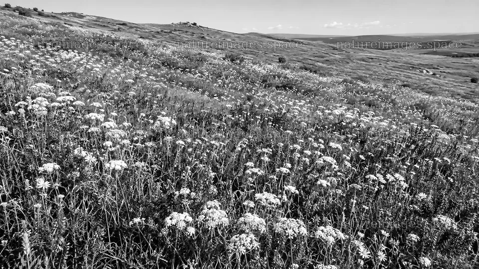 Monochrome Wildflower Meadow on Rolling Hills – nature images 10324x5812