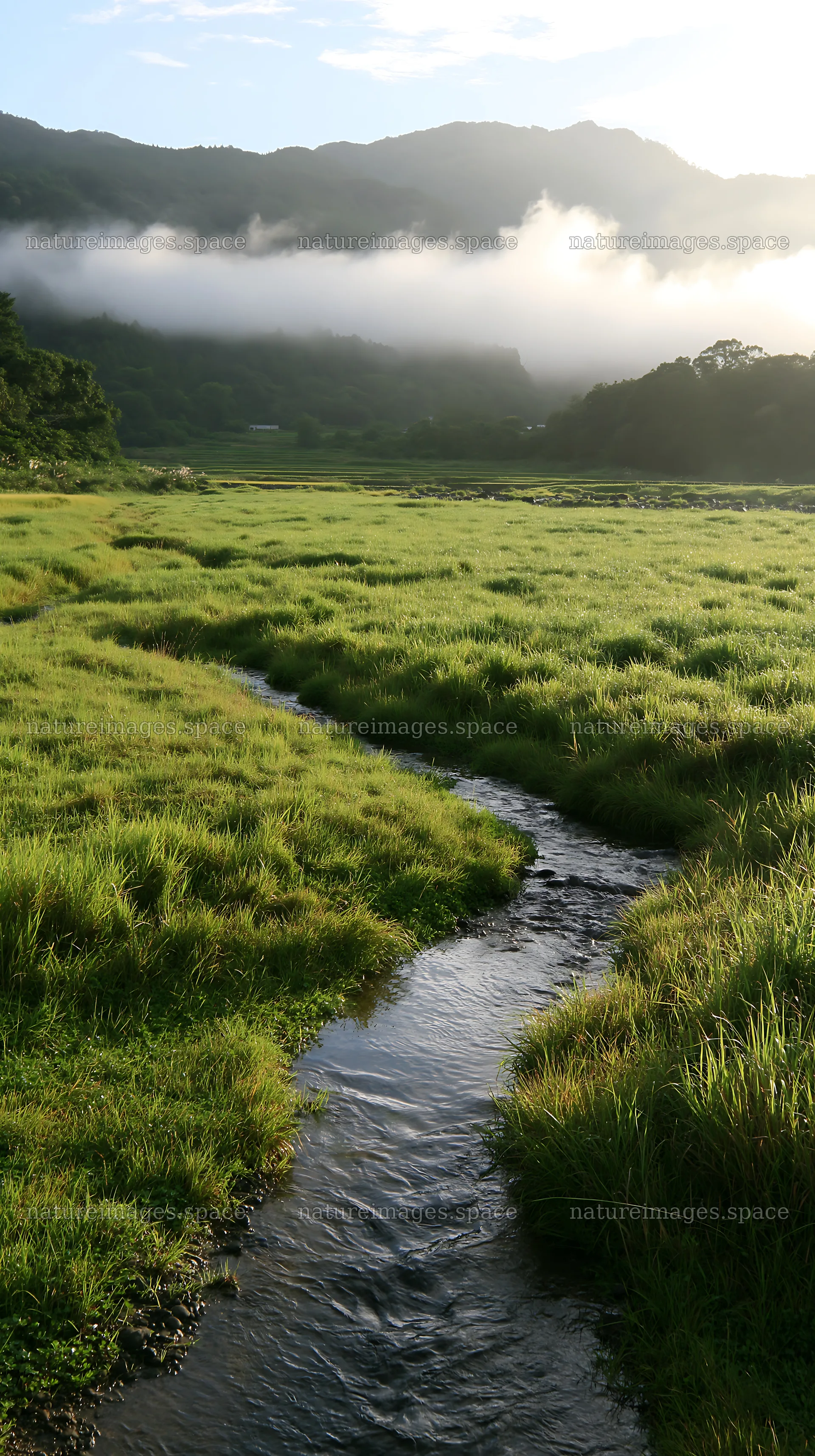 Shizuoka seasonal meadow after heavy rain – nature images 5938x10608
